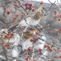 Прошлогодние яблочки :: Анна Иларионова