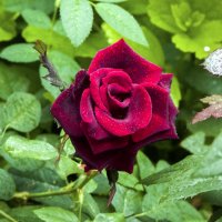 Бархатная  роза и капли   дождя :: Валентин Семчишин