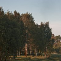 "Деревья в лучах восходящего солнца" :: Александр Чуб