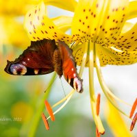 Бабочка на лилии :: Александр Синдерёв