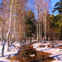 В весеннем лесу :: владимир тимошенко 