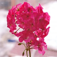 Цветет соцветие герани. :: сергей 