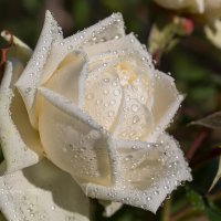 Белая роза в каплях воды :: Александр Синдерёв