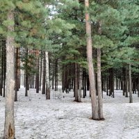 Апрель в лесу. :: Мила Бовкун