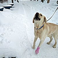 ругается на деток , бьющих стёкла :: Любовь 