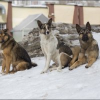 Горемыки :: Александр Тарноградский