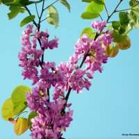 Ветка цветущего дерево. :: Валерьян Запорожченко