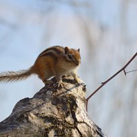 Царь  горы :: Татьяна Лютаева