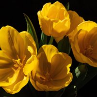 Жёлтые тюльпаны :: Наталья Камайкина 