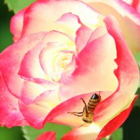 Роза и пчела! :: жанна нечаева