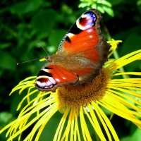 бабочки :: Liudmila LLF