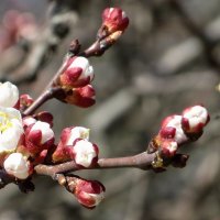 Цветение абрикосов – это одна из примет наступившей весны :: Татьяна Смоляниченко