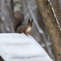 "А я в домике!" :: Владимир Безбородов