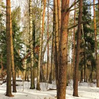 Снег в лесу :: Андрей Снегерёв