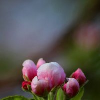яблоко цветы :: Алтынбек Картабай