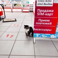 Серьёзный - хозяин магазина. :: Динара Каймиденова