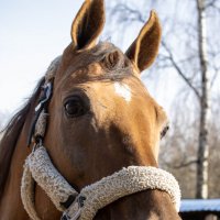 Портрет коня в солнечный день :: Yurij Katkov