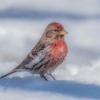 Чечётка. :: Николай Охотник