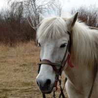 Про лошадь. :: nadyasilyuk Вознюк