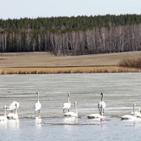 Вот мы и дома! :: Татьяна Перегудова 