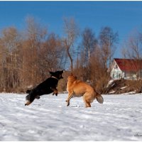 Собаки играют. :: Валентин Кузьмин