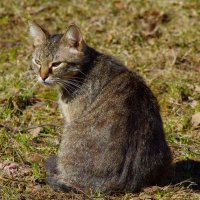 А, эта кошка ничего не роет... :: Юрий Куликов