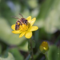 Пчела и чистяк весенний :: Игорь Сарапулов