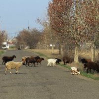 Весеннее утро в пригороде 5 :: Natali 