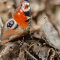 Весна пора бабочек :: Александр Леонов