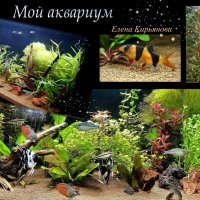 Подводный мир :: Елена Кирьянова