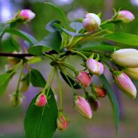 Яблонька цветёт :: Mikhail Irtyshskiy