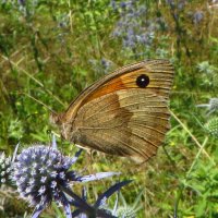 Очняк волове око (Maniola jurtina) — вид денних метеликів з родини сонцевиків (Nymphalidae). :: Ivan Vodonos