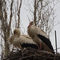 Аист на крыше,мир на земле! :: Людмила Кузив-Ершова