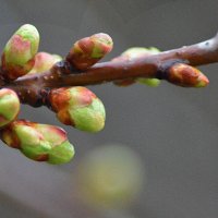 Апрельские зарисовки... :: Михаил Болдырев 