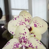 орхидея :: Giant Tao /