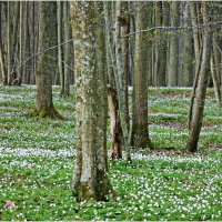 Лес, пасмурно, цветы закрыты. :: Валерия Комова