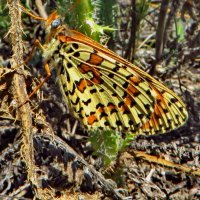 Рябець червоний (Melitaea didyma) — вид денних метеликів родини сонцевиків (Nymphalidae). :: Ivan Vodonos