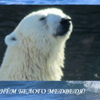 С Днём белого медведя! :: Дмитрий Никитин