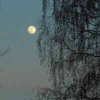 Moon :: Юлия Денискина