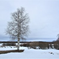 Неофициальные символы русской культуры:БЕРЁЗА. :: ЛЮДМИЛА 