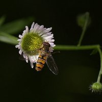 пчела :: Nikolai Savin 