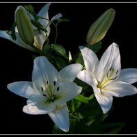 Белые лилии :: lady v.ekaterina