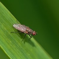 Пшеничная муха :: Александр Посошенко