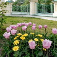Ораниенбаум, цветы у ограды парка :: Елена Гуляева (mashagulena)
