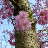 Сакура или вишня мелкопильчатая "Фукубана" :: Наиля 