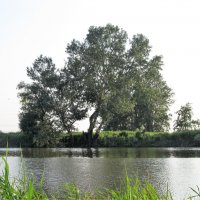 Дерево и пруд :: tatyana 