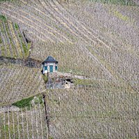 Весна на виноградниках :: Konstantin Rohn