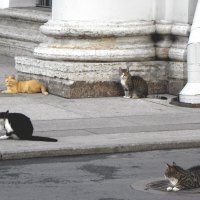 Знаменитые эрмитажные сторожевые коты :-) :: Стальбаум Юрий 