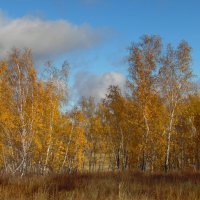 Осень золотая. :: nadyasilyuk Вознюк