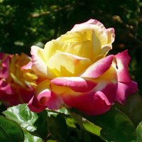 Прекрасная роза! :: Вера Щукина